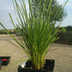 Deschampsia cespitosa Bronzeschleier / Mosebunke