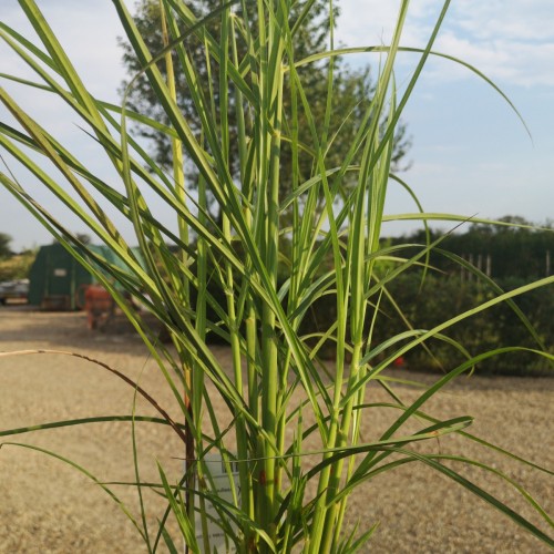 Miscanthus sinensis Nippon / Elefantgræs