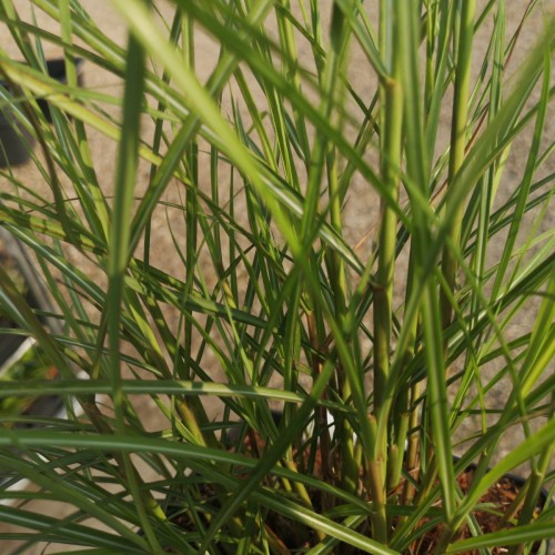 Miscanthus sinensis Red Chief / Elefantgræs