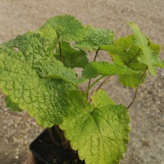 Phlomis tuberosa / Løvehale