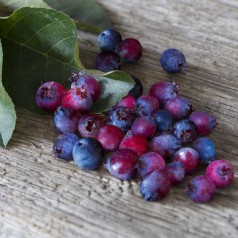 Amelanchier alnifolia Smoky - Ellebladet bærmispel (Saskatoon Berry)