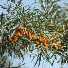 Havtorn Eva - Hunplante - Hippophae rhamnoides Eva