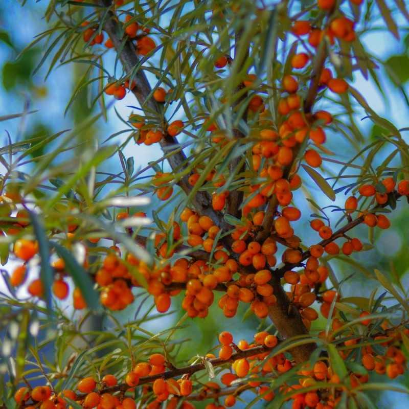 Havtorn Sirola - Hunplante - Hippophae rhamnoides Sirola