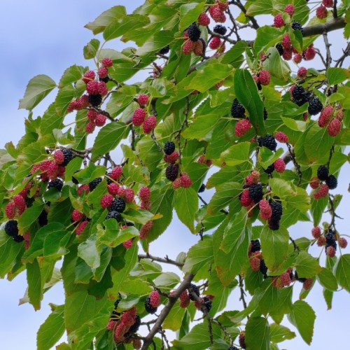 Morus alba Pendula - Hænge Morbær / 120 cm. stamme.