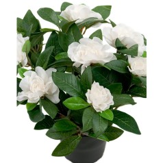 Gardenia - Hvid - Kunstig potteplante