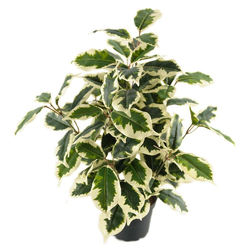 Ficus variegata - Kunstig potteplante