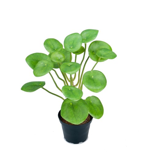 Pilea - Kunstig potteplante