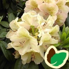 Rhododendron hybrid Belkanto