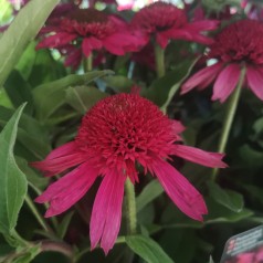 Echinacea purpurea Delicious Candy / Purpursolhat