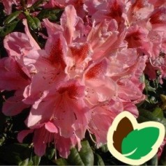 Rhododendron hybrid Cosmopolitan