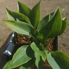 Hosta tardiana Halcyon / Funkia