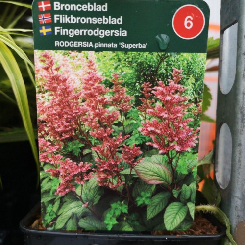 Rodgersia pinnata Superba - Bronceblad