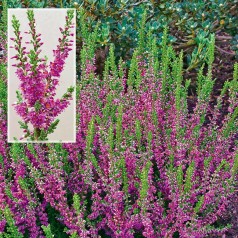 Calluna vulgaris Allegro - Efterårslyng