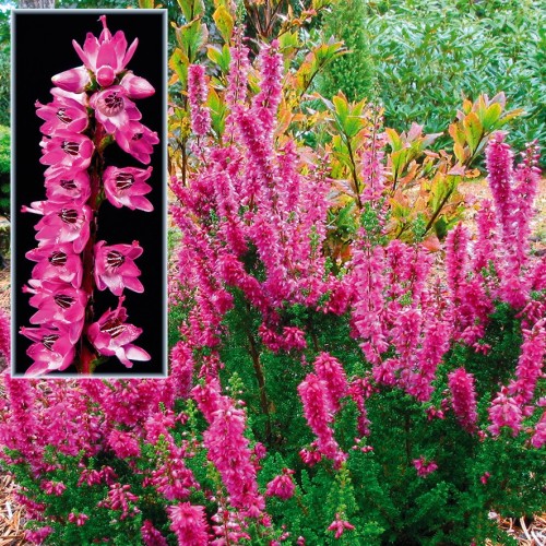 Calluna vulgaris Darkness / Efterårslyng