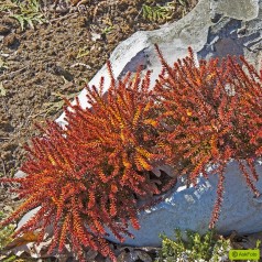 Empetrum nigrum Bernstein - Revling