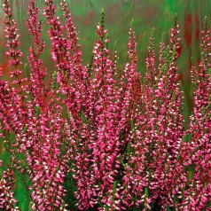 Calluna vulgaris Athene® / Efterårslyng