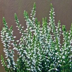 Calluna vulgaris Madonna® / Efterårslyng