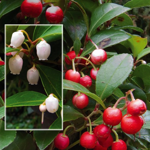 Gaultheria procumbens - Nedliggende Bjergthe