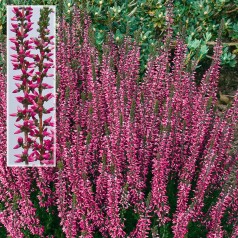 Calluna vulgaris Aphrodite / Efterårslyng