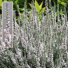 Calluna vulgaris Beoley Silver / Efterårslyng