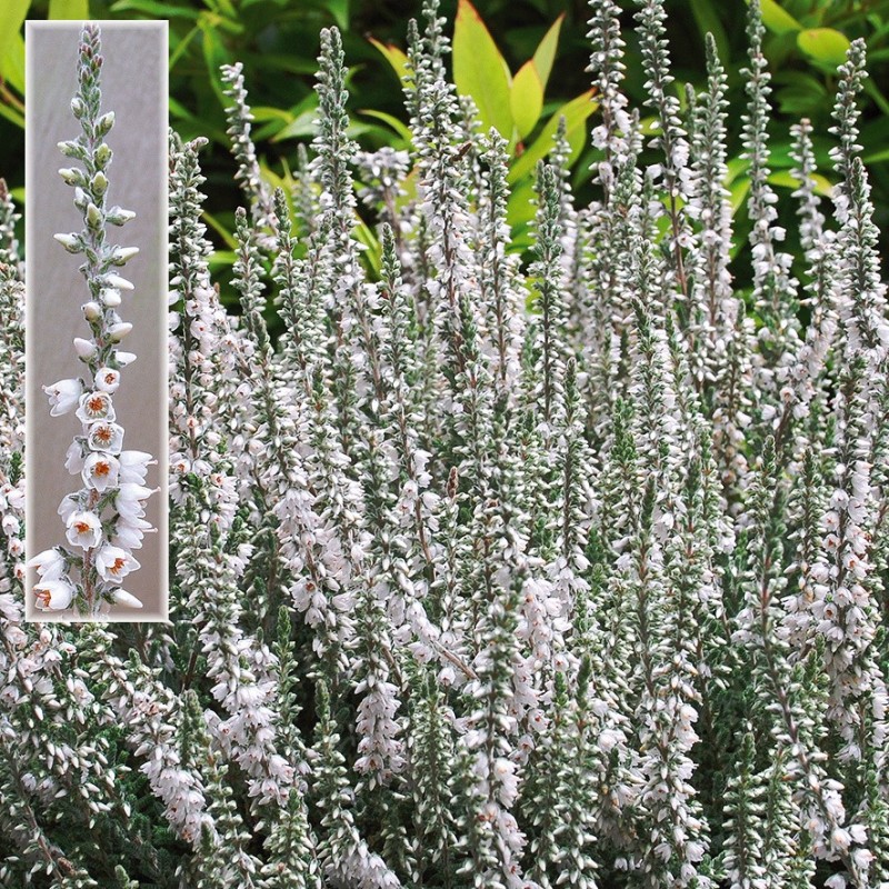 Calluna vulgaris Beoley Silver / Efterårslyng
