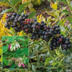 Håret blåbær - Vaccinium hirsutum