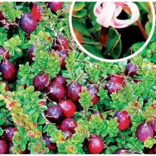 Tranebær Stevens - Vaccinium macrocarpum Stevens