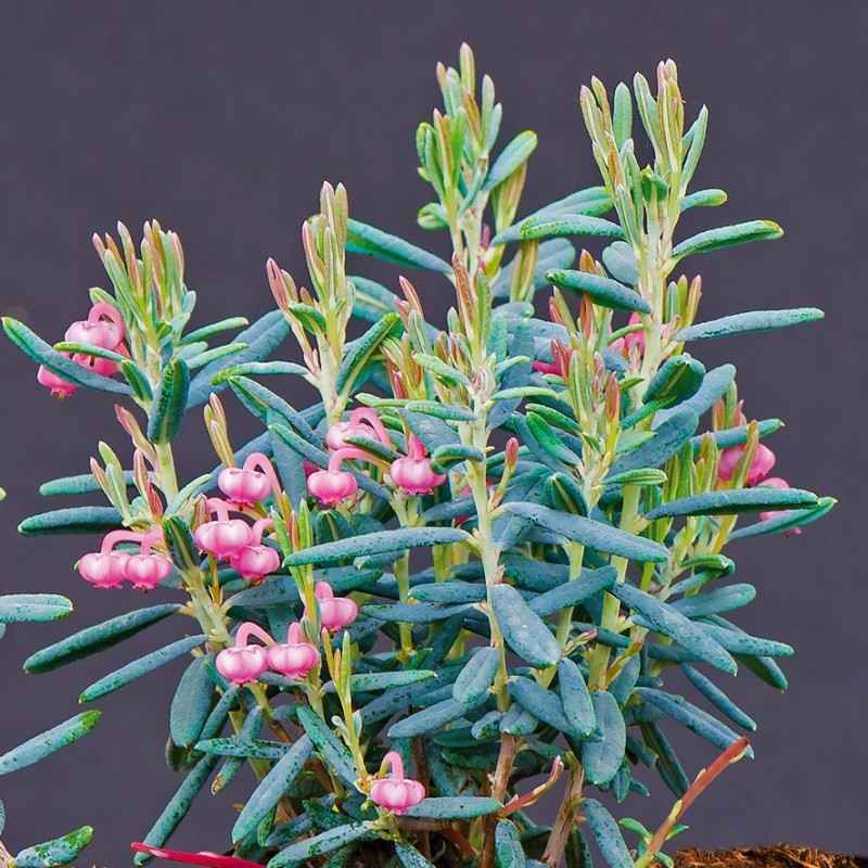 Andromeda polifolia Blue Lagoon - Rosmarinlyng