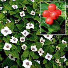 Cornus Canadensis - Canadisk Hønsebær