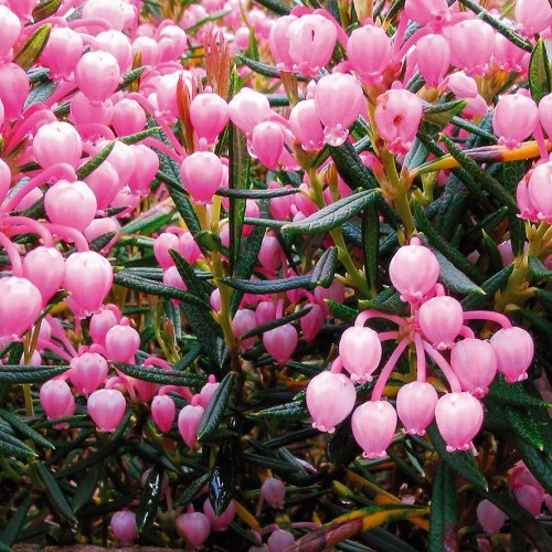 Andromeda polifolia Nikko - Rosmarinlyng