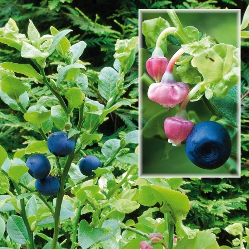 Almindelig dansk blåbær - Vaccinium myrtillus