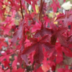 Liquidambar styraciflua - Ambratræ