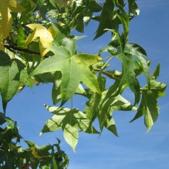 Liquidambar styraciflua - Ambratræ