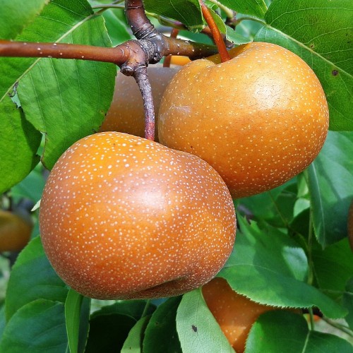 Asiatisk pære Chojuro - Nashi Pære - Pyrus pyrifolia Chojuro