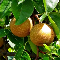 Asiatisk pære Shinseiki - Nashi Pære - Pyrus pyrifolia Shinseiki