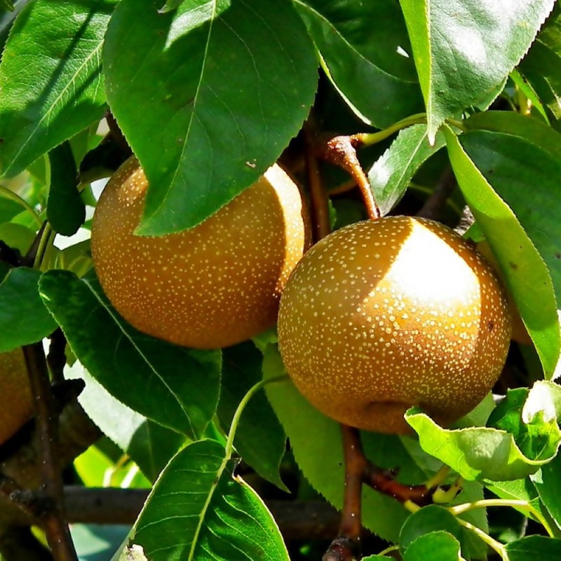 Asiatisk pære Shinseiki - Nashi Pære - Pyrus pyrifolia Shinseiki