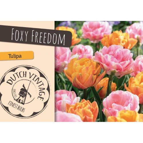 Tulipanløg - Blanding Foxy Freedom - 15 Løg