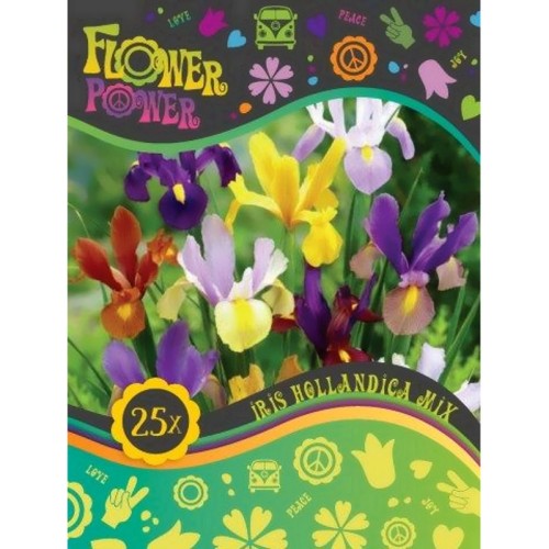 Iris Hollandica Mix - Blandede farver - 25 løg - FlowerPower