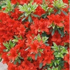 Rhododendron Hotshot Variegated / Japansk Azalea