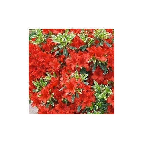 Rhododendron Hotshot Variegated / Japansk Azalea