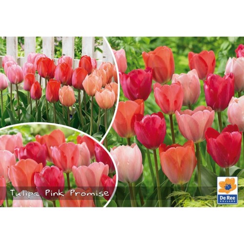 Tulipanløg - Blanding Pink Promise - 30 Løg