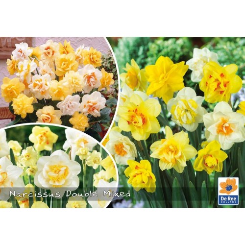 Påskeliljeløg Narcissus Double Mix / 40 Løg