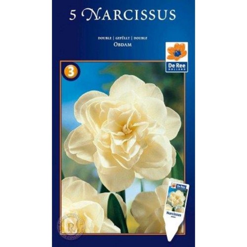 Narcissus Obdam - Pinselilje / 5 Løg