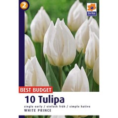 Tulipanløg White Prince / Enkelt Tulipan - 10 Løg