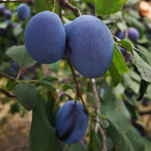 Blommetræ President - Prunus domestica President