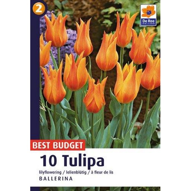 Tulipanløg Ballerina - Liljeblomstrende Tulipan / 10 Løg