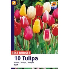 Tulipanløg Blanding Triumph Mix