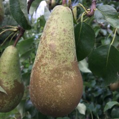 Dværg Pæretræ Conference