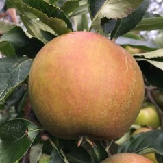 Æbletræ Cox Orange