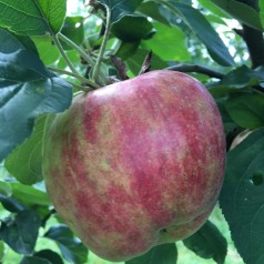 Dværg Æbletræ Rød Gråsten